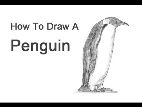 480x360 how to draw a penguin - Emperor Penguin Drawing