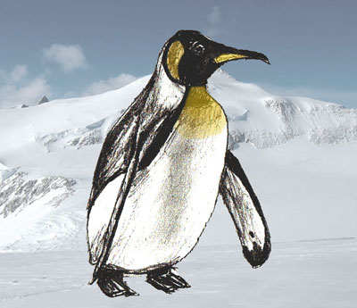 400x345 how to draw a penguin - Emperor Penguin Drawing