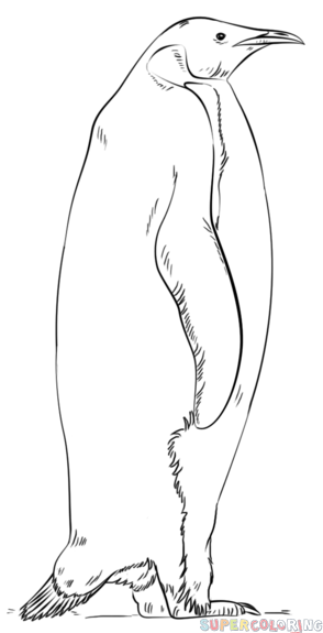 294x575 how to draw an emperor penguin step - Emperor Penguin Drawing