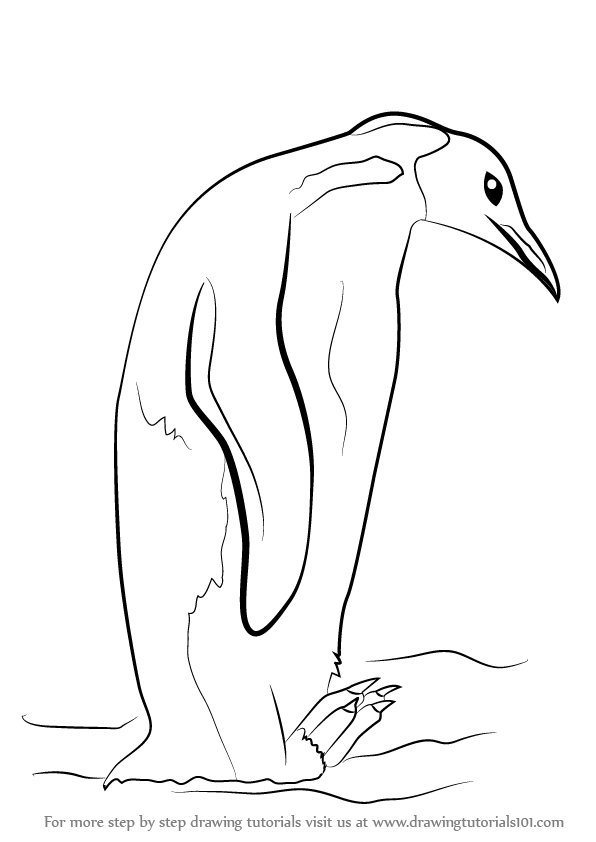 596x842 learn how to draw an emperor penguin - Emperor Penguin Drawing