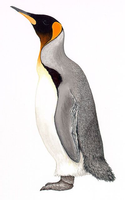 400x640 activities for science bio in penguin - Emperor Penguin Drawing