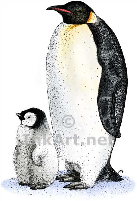 445x650 emperor penguin - Emperor Penguin Drawing