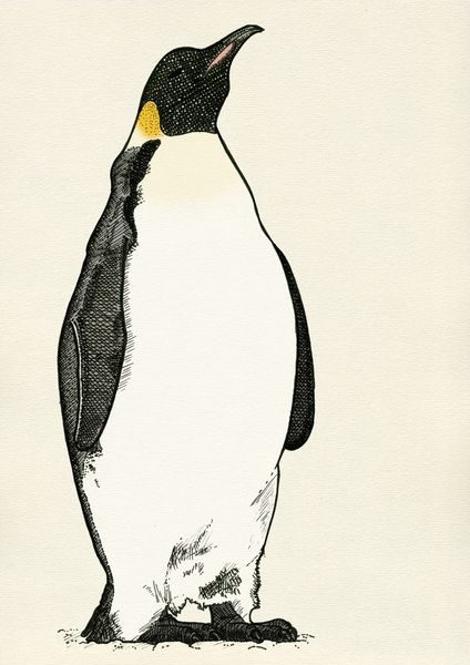 424x600 emperor penguin art print - Emperor Penguin Drawing