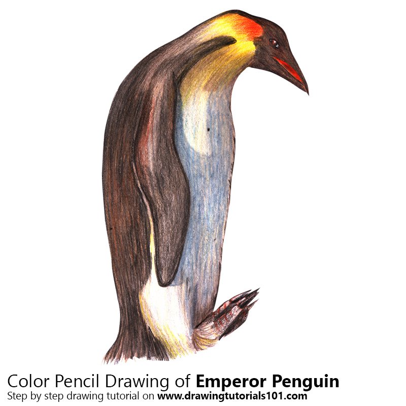 800x800 emperor penguin colored pencils - Emperor Penguin Drawing