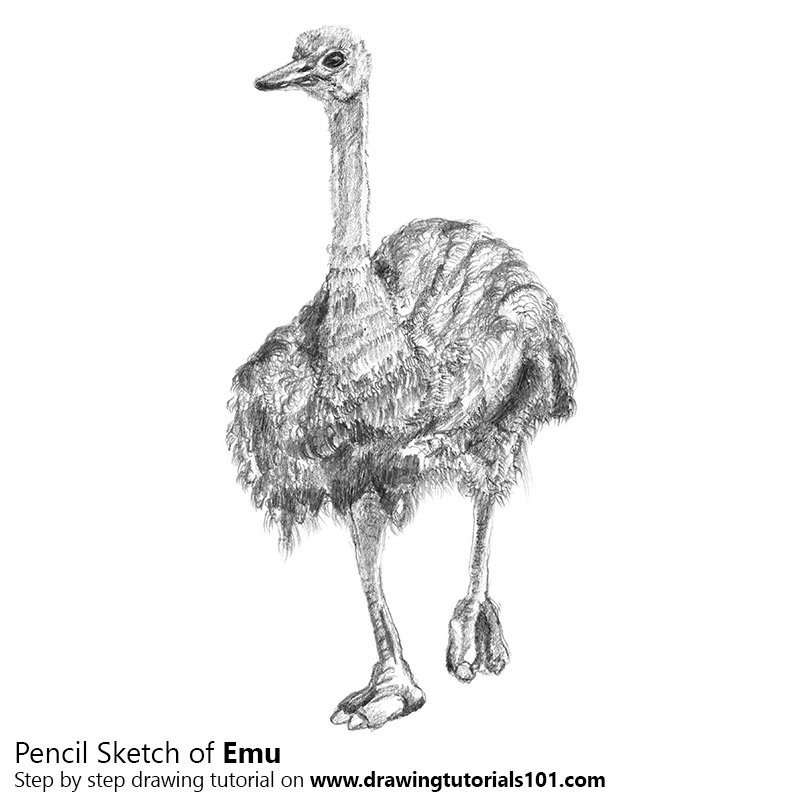 800x800 Emu Pencil Drawing - Emu Drawing