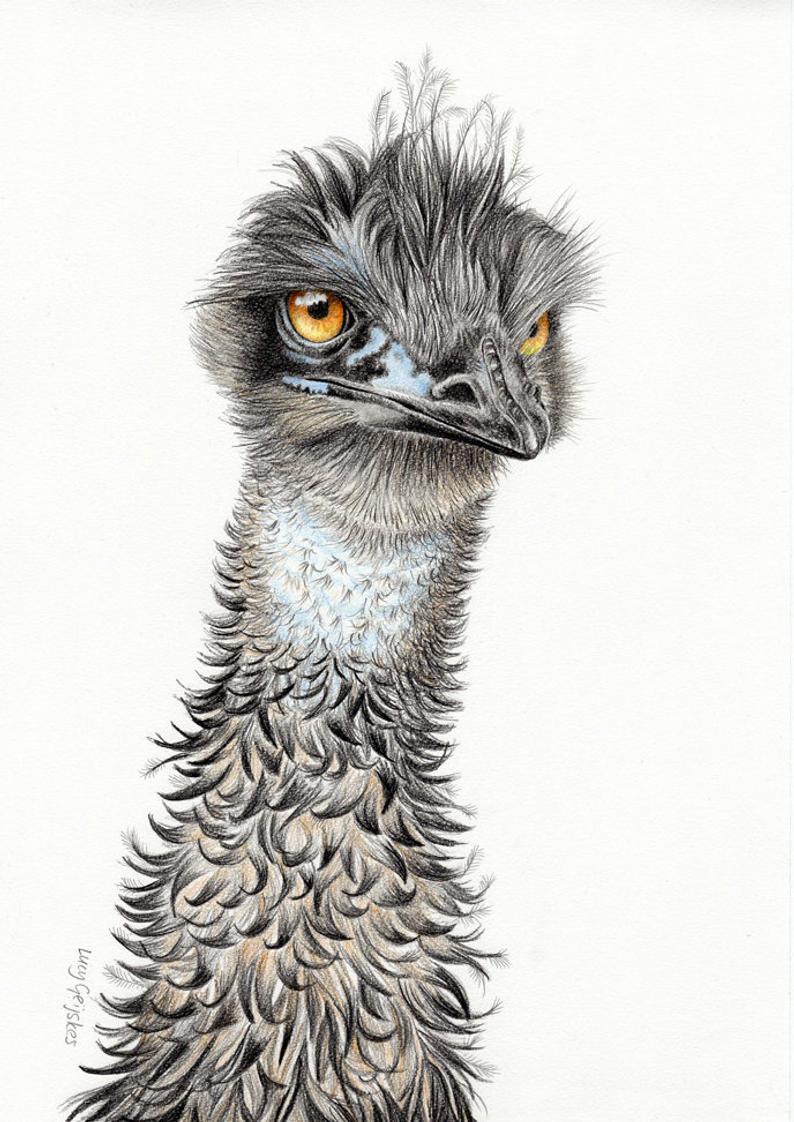 Emu Drawing at PaintingValley.com | Explore collection of Emu Drawing