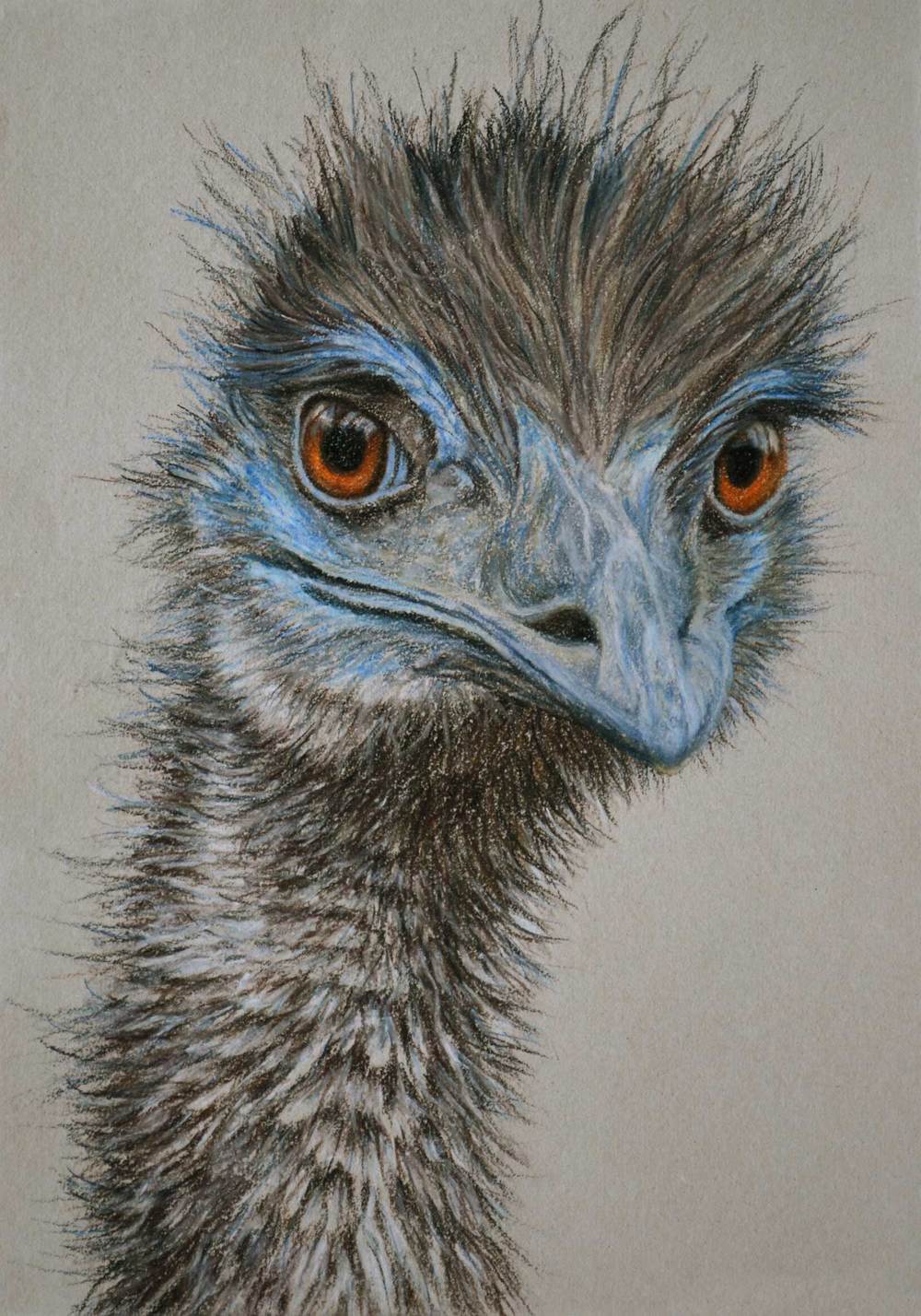 Emu Drawing at PaintingValley.com | Explore collection of Emu Drawing