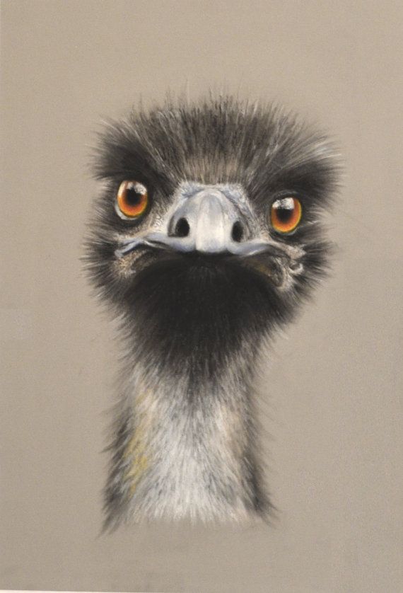 570x838 Emu Drawing, High Quality Archival Print Of An Original Drawing - Emu Drawing