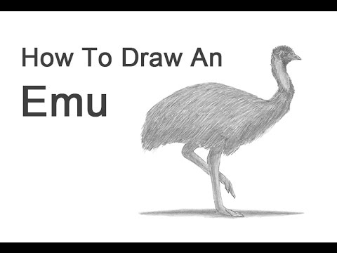 480x360 How To Draw An Emu - Emu Drawing