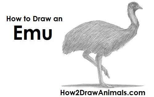 500x315 How To Draw An Emu - Emu Drawing