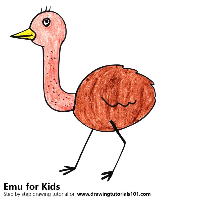 800x800 Learn How To Draw An Emu For Kids - Emu Drawing