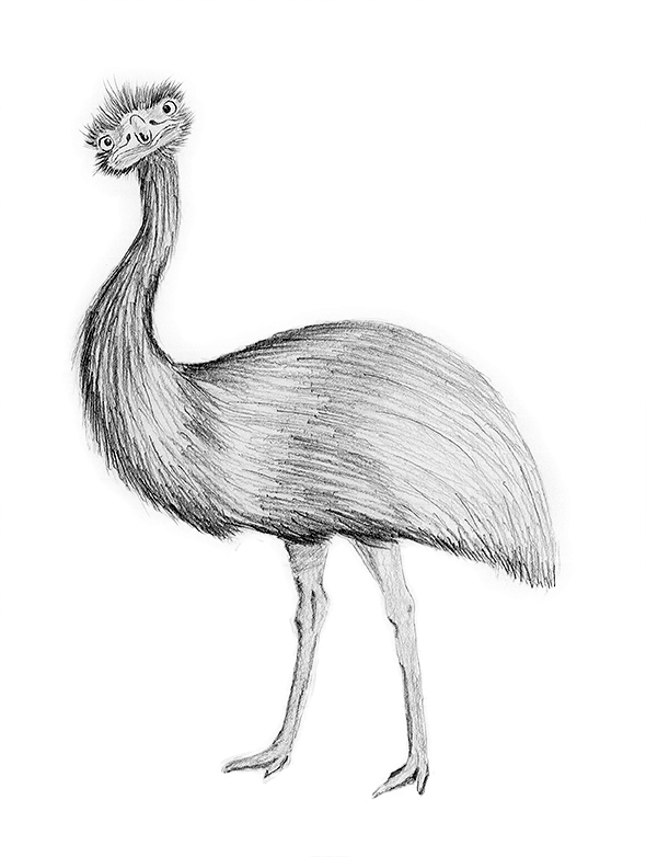 Emu Drawing at Explore collection of Emu Drawing