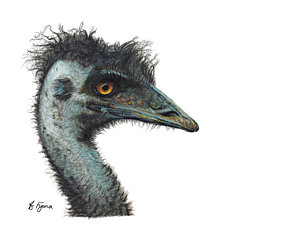 300x240 Elspeth' Emu Drawing - Emu Drawing