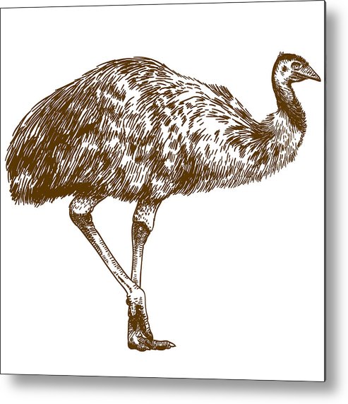 493x572 Engraving Drawing Illustration Of Ostrich Emu Metal Print - Emu Drawing