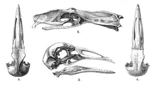500x282 extinct coot native plants and animals overview te ara - Encyclopedia Drawings