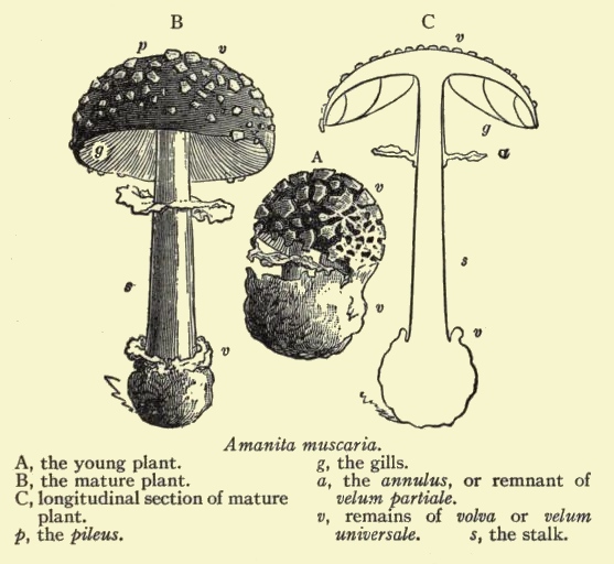 557x512 vintage plant drawings - Encyclopedia Drawings