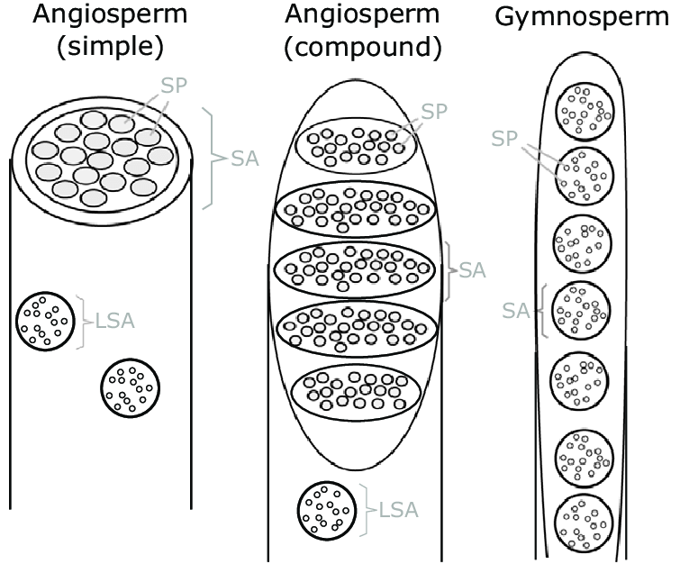 755x626 Schematic Drawing Of Phloem Sieve Element End Wall Types Some - End Drawinging