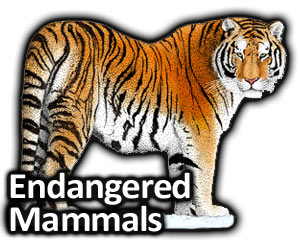 300x240 Endangered Wildlife Full Color Line Art Illustrations - Endangered Animals Drawing