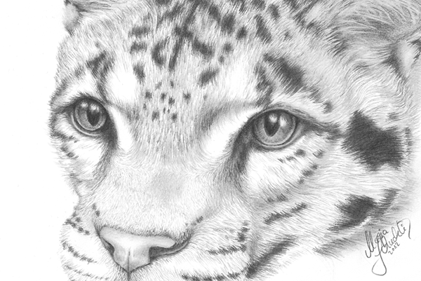 600x401 Lexicon Of Endangered Animals On Behance - Endangered Animals Drawing