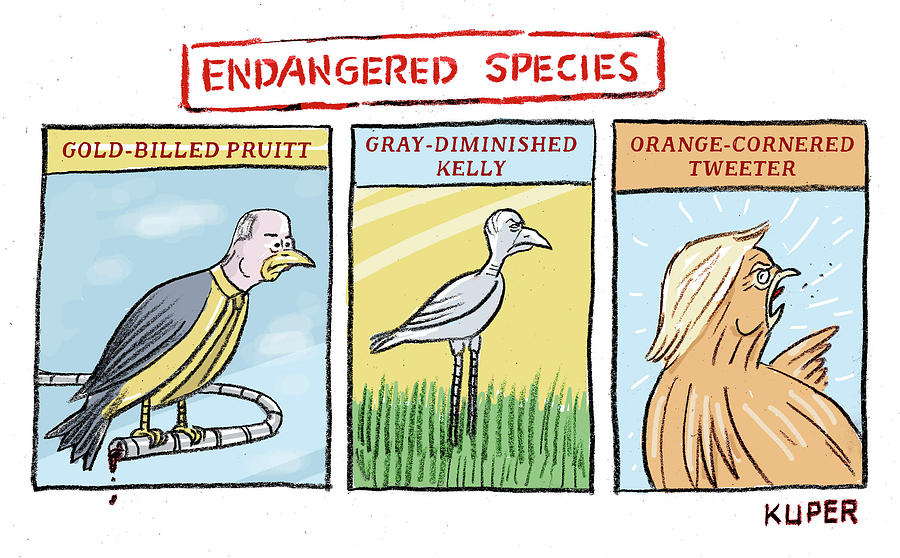 900x558 Endangered Species Drawing - Endangered Species Drawing