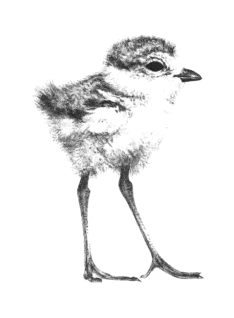 887x1205 sarah kaizar work endangered species - Endangered Species Drawing