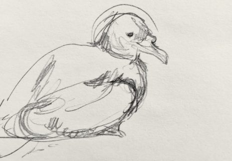 463x320 endangered species national geographic society newsroom - Endangered Species Drawing