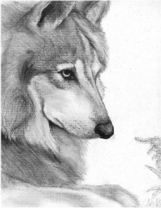 315x407  - Endangered Species Drawing