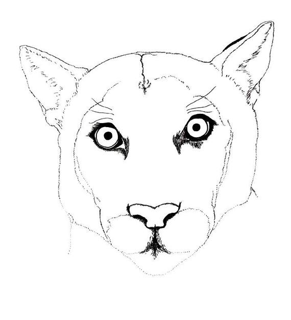 570x627 Art Print Of Florida Panther Endangered Species From Etsy - Endangered Species Drawing