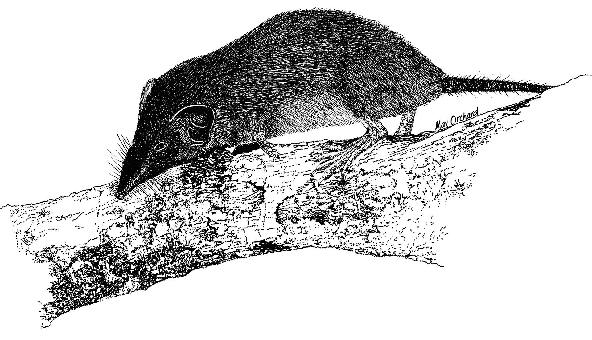 1920x1104 Australian Endangered Species Christmas Island Shrew - Endangered Species Drawing