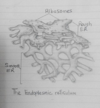 Endoplasmic Reticulum Drawing at PaintingValley.com | Explore ...