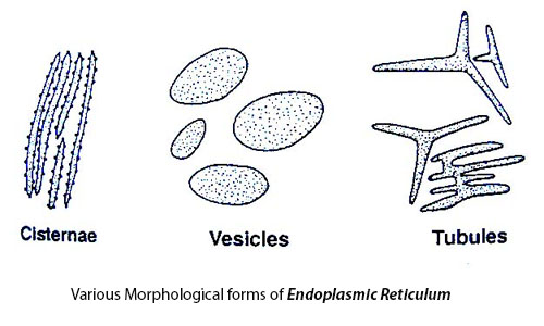 Endoplasmic Reticulum Drawing at PaintingValley.com | Explore