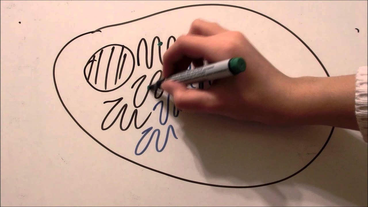 1280x720 endoplasmic reticulum rough and smooth - Endoplasmic Reticulum Drawing