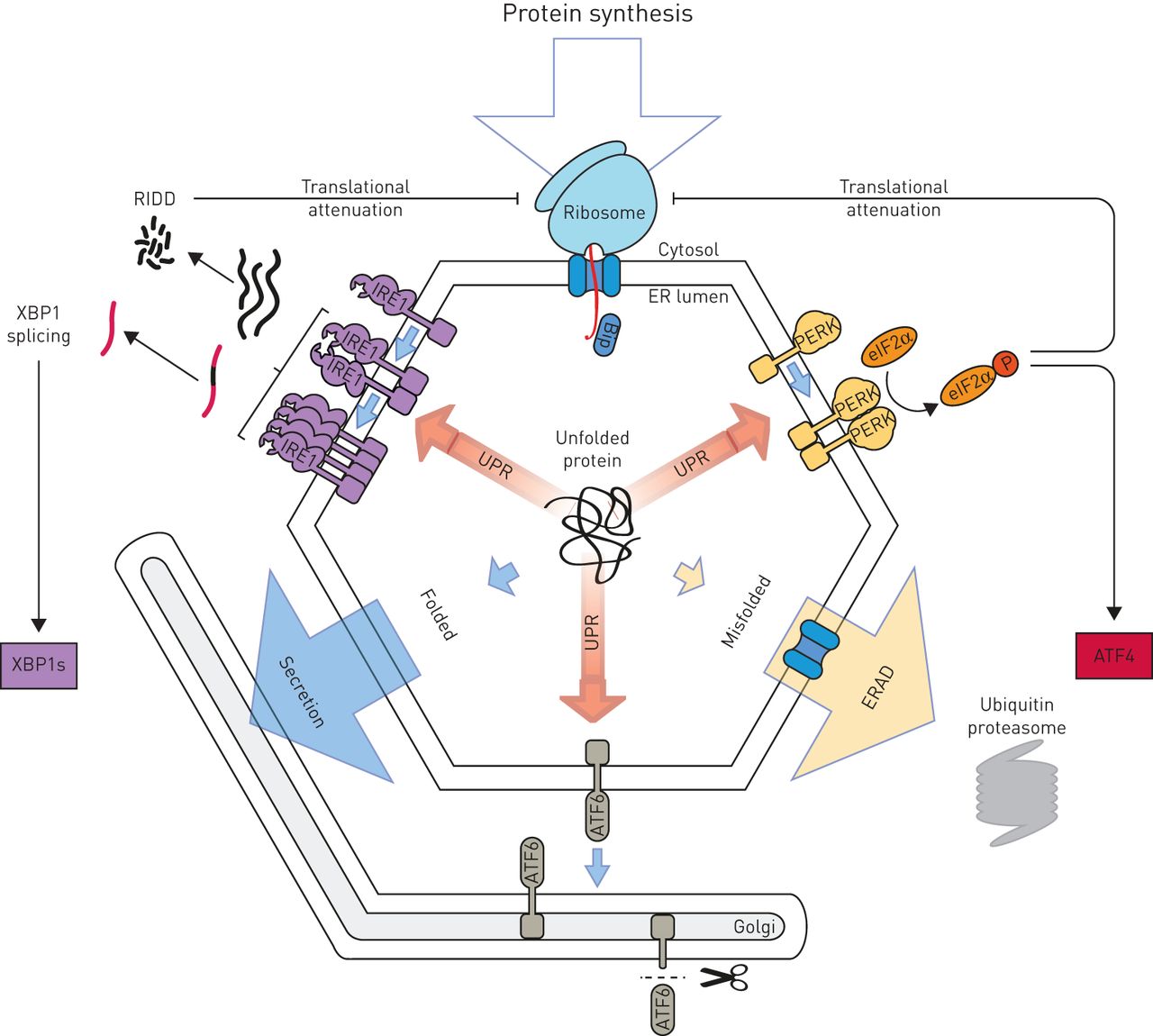 1280x1150 endoplasmic reticulum stress in lung disease european - Endoplasmic Reticulum Drawing
