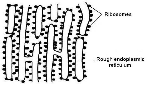 471x278 filerough endoplasmic reticulum - Endoplasmic Reticulum Drawing