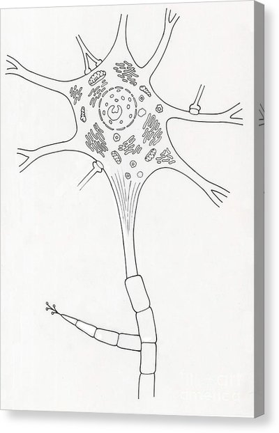 400x622 granular endoplasmic reticulum canvas prints fine art america - Endoplasmic Reticulum Drawing