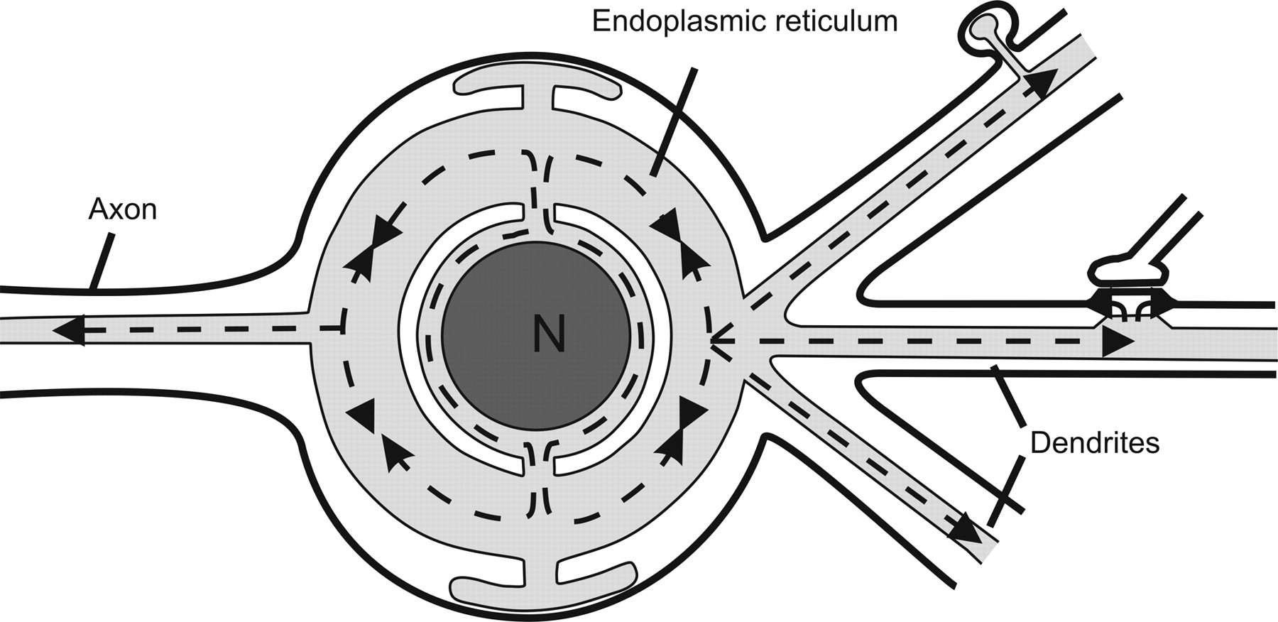 Endoplasmic Reticulum Drawing at PaintingValley.com | Explore