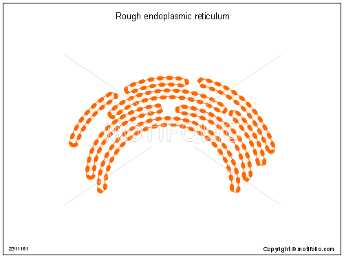 500x375 rough endoplasmic reticulum illustrations - Endoplasmic Reticulum Drawing