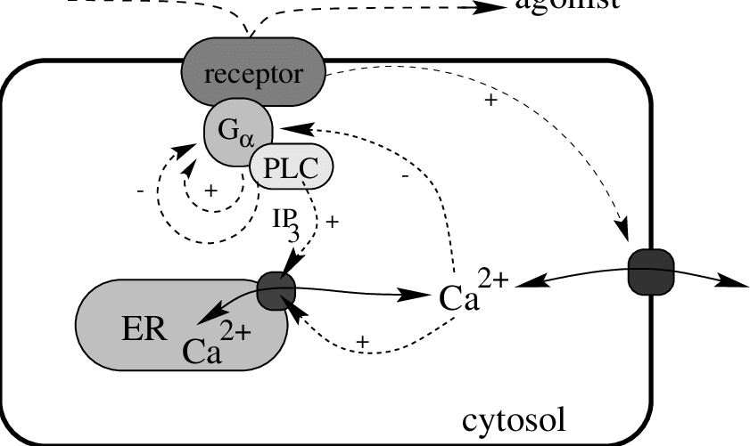841x501 schematic drawing of the cell with a membrane bound receptor - Endoplasmic Reticulum Drawing
