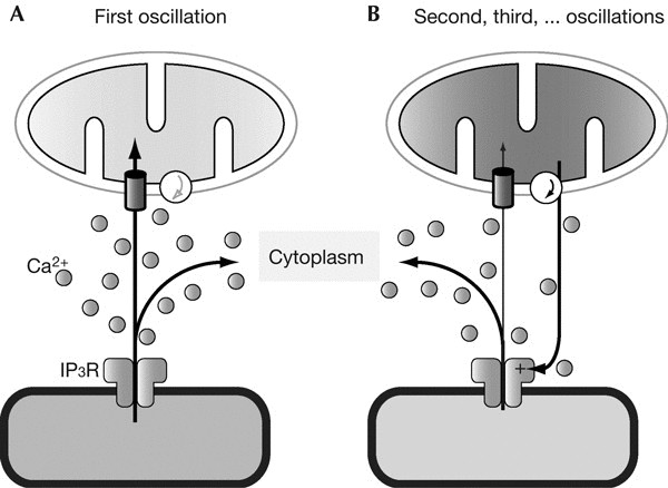 600x438 schematic drawings of regulation - Endoplasmic Reticulum Drawing