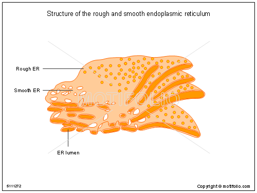 500x375 structure of the rough and smooth endoplasmic reticulum illustrations - Endoplasmic Reticulum Drawing
