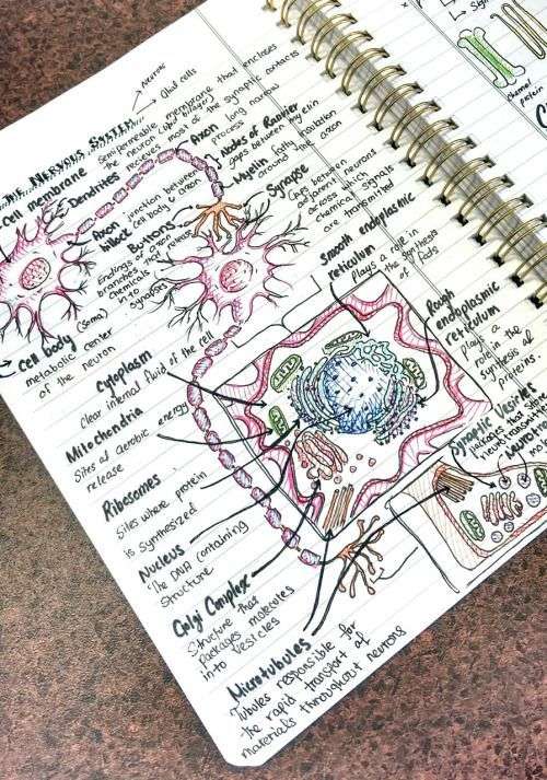 500x713 endoplasmic reticulum ki khoj helpsite us - Endoplasmic Reticulum Drawing