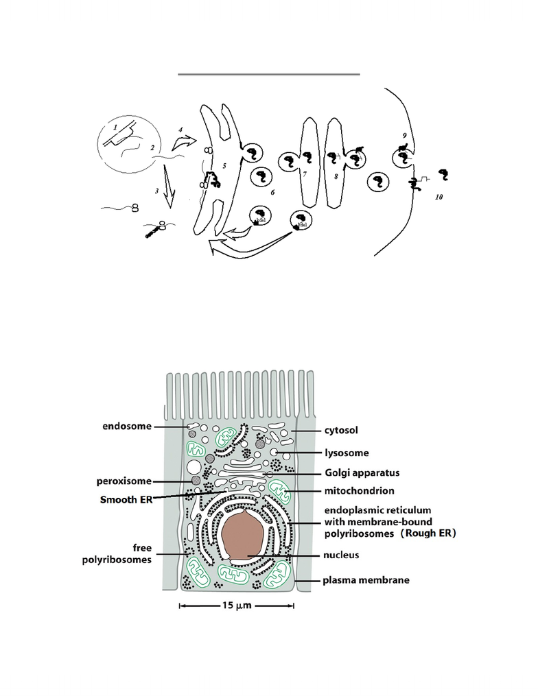 784x1015 biol lecture notes - Endoplasmic Reticulum Drawing