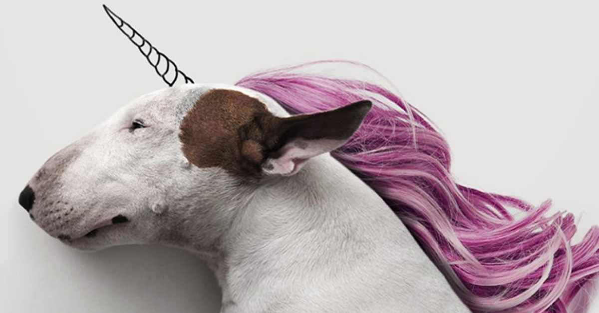 English Bull Terrier Drawing