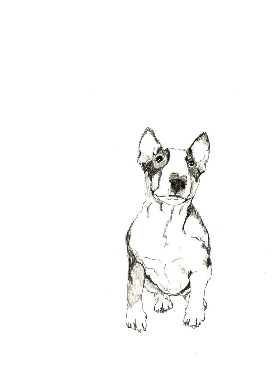 900x1260 Bullterrier - English Bull Terrier Drawing