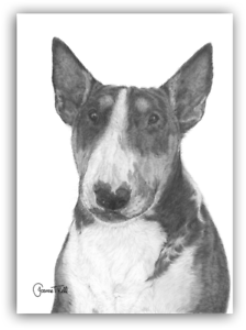 224x300 english bull terrier 'bully' close up greetings card - English Bull Terrier Drawing