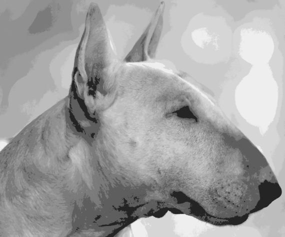 570x475 english bull terrier dog pop art paint - English Bull Terrier Drawing
