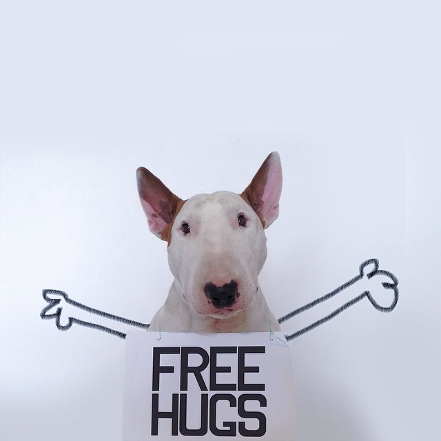640x640 artist photographs his adorable bull terrier jimmy in creative - English Bull Terrier Drawing