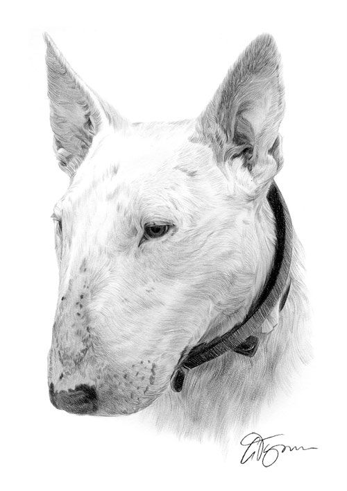 500x707 english bull terrier dog pencil drawing thumbnail art dog - English Bull Terrier Drawing