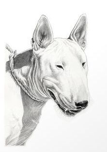 221x314 happy bully woolie bullies bull terrier, english - English Bull Terrier Drawing