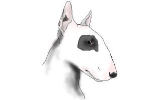 300x200 How To Draw A Bull Terrier - English Bull Terrier Drawing